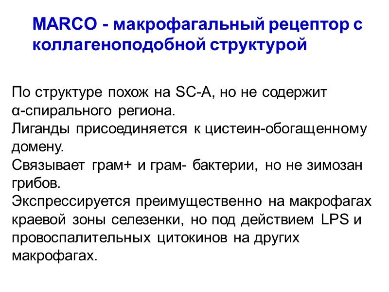 MARCO - макрофагальный рецептор с коллагеноподобной структурой По структуре похож на SC-A, но не